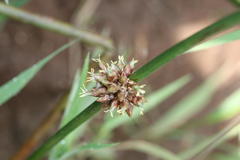 Schoenoplectiella articulata